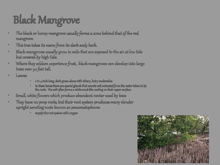 Black Mangrove • • The black or honey mangrove usually forms a zone behind Black Mangrove • • The black or honey mangrove usually forms a zone behind