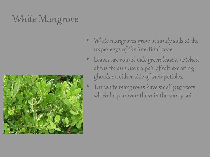 White Mangrove • White mangroves grow in sandy soils at the upper edge of White Mangrove • White mangroves grow in sandy soils at the upper edge of