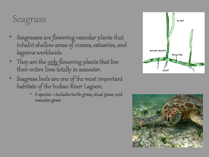 Seagrass • Seagrasses are flowering vascular plants that inhabit shallow areas of oceans, estuaries, Seagrass • Seagrasses are flowering vascular plants that inhabit shallow areas of oceans, estuaries,