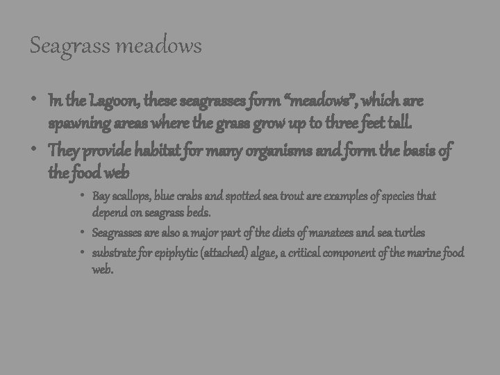 Seagrass meadows • In the Lagoon, these seagrasses form “meadows”, which are spawning areas Seagrass meadows • In the Lagoon, these seagrasses form “meadows”, which are spawning areas