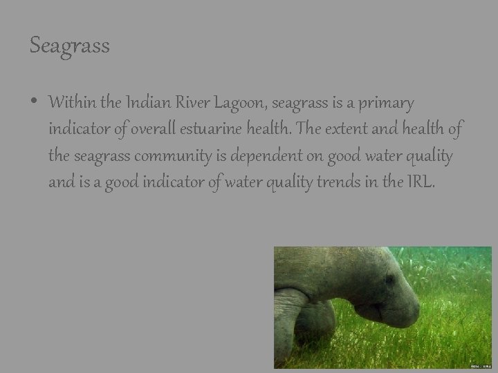 Seagrass • Within the Indian River Lagoon, seagrass is a primary indicator of overall Seagrass • Within the Indian River Lagoon, seagrass is a primary indicator of overall