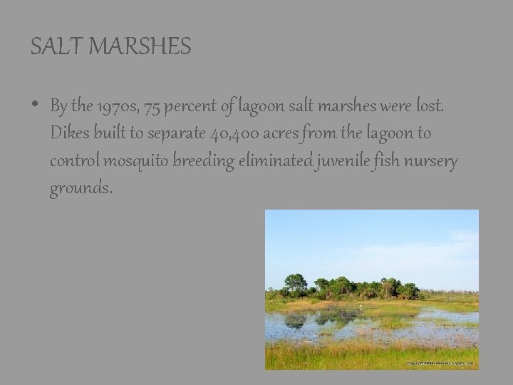 SALT MARSHES • By the 1970 s, 75 percent of lagoon salt marshes were SALT MARSHES • By the 1970 s, 75 percent of lagoon salt marshes were