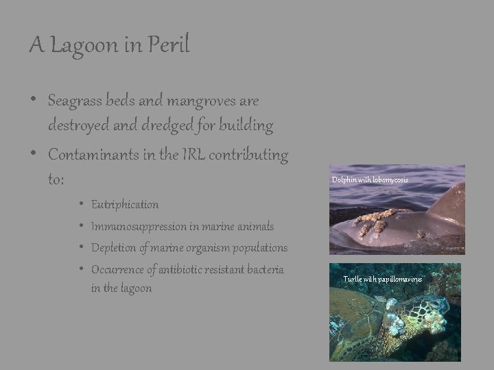 A Lagoon in Peril • Seagrass beds and mangroves are destroyed and dredged for A Lagoon in Peril • Seagrass beds and mangroves are destroyed and dredged for