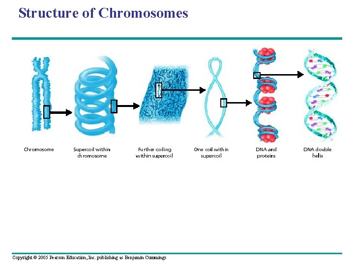 Structure of Chromosomes Copyright © 2005 Pearson Education, Inc. publishing as Benjamin Cummings Structure of Chromosomes Copyright © 2005 Pearson Education, Inc. publishing as Benjamin Cummings