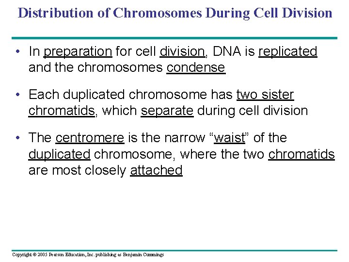 Distribution of Chromosomes During Cell Division • In preparation for cell division, DNA is Distribution of Chromosomes During Cell Division • In preparation for cell division, DNA is