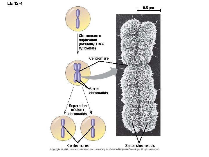 LE 12 -4 0. 5 µm Chromosome duplication (including DNA synthesis) Centromere Sister chromatids LE 12 -4 0. 5 µm Chromosome duplication (including DNA synthesis) Centromere Sister chromatids