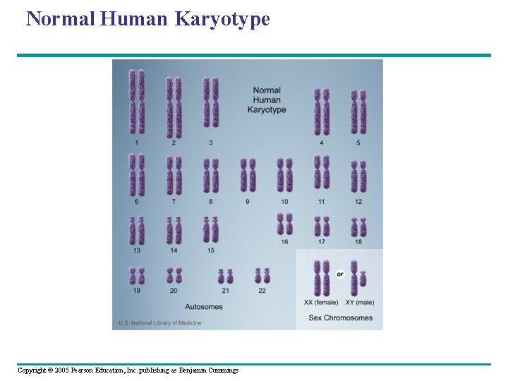 Normal Human Karyotype Copyright © 2005 Pearson Education, Inc. publishing as Benjamin Cummings Normal Human Karyotype Copyright © 2005 Pearson Education, Inc. publishing as Benjamin Cummings