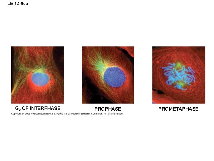 LE 12 -6 ca G 2 OF INTERPHASE PROMETAPHASE LE 12 -6 ca G 2 OF INTERPHASE PROMETAPHASE