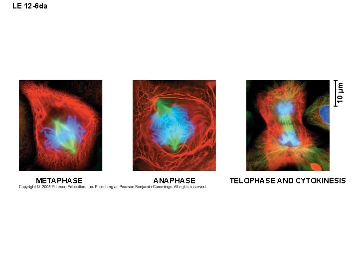 10 µm LE 12 -6 da METAPHASE ANAPHASE TELOPHASE AND CYTOKINESIS 10 µm LE 12 -6 da METAPHASE ANAPHASE TELOPHASE AND CYTOKINESIS