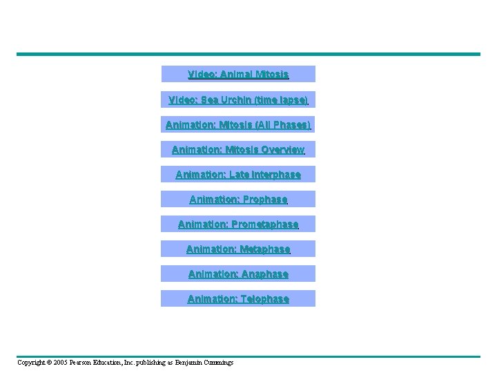 Video: Animal Mitosis Video: Sea Urchin (time lapse) Animation: Mitosis (All Phases) Animation: Mitosis Video: Animal Mitosis Video: Sea Urchin (time lapse) Animation: Mitosis (All Phases) Animation: Mitosis