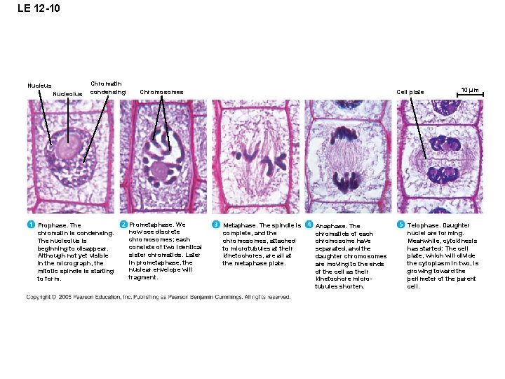 LE 12 -10 Nucleus Nucleolus Chromatin condensing Prophase. The chromatin is condensing. The nucleolus LE 12 -10 Nucleus Nucleolus Chromatin condensing Prophase. The chromatin is condensing. The nucleolus