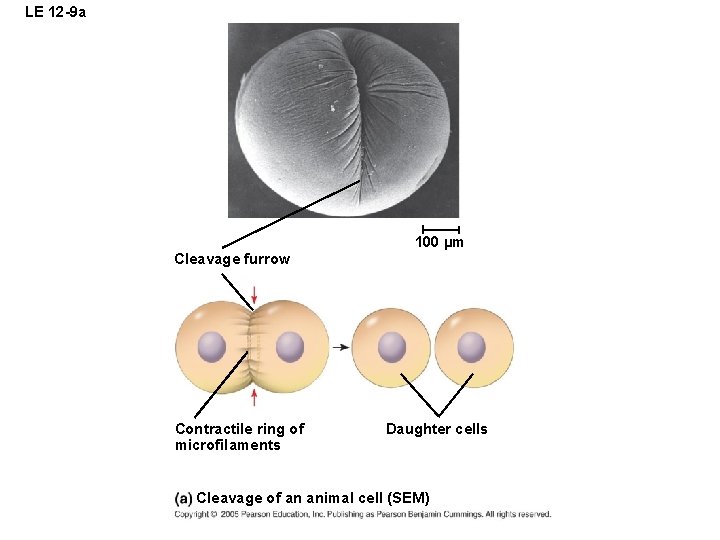 LE 12 -9 a 100 µm Cleavage furrow Contractile ring of microfilaments Daughter cells LE 12 -9 a 100 µm Cleavage furrow Contractile ring of microfilaments Daughter cells