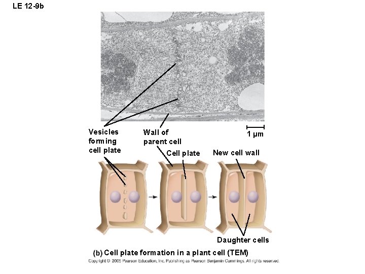 LE 12 -9 b Vesicles forming cell plate Wall of parent cell Cell plate LE 12 -9 b Vesicles forming cell plate Wall of parent cell Cell plate