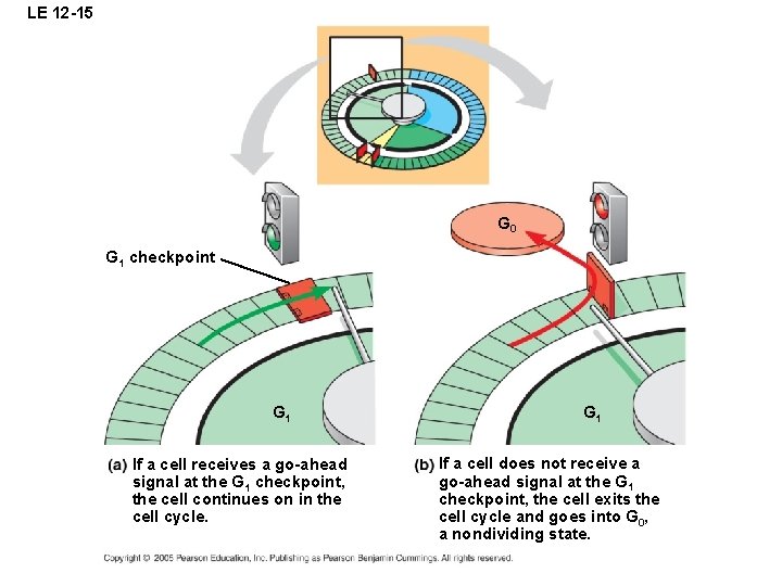LE 12 -15 G 0 G 1 checkpoint G 1 If a cell receives LE 12 -15 G 0 G 1 checkpoint G 1 If a cell receives