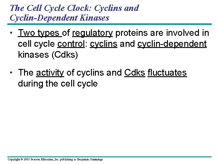 The Cell Cycle Clock: Cyclins and Cyclin-Dependent Kinases • Two types of regulatory proteins The Cell Cycle Clock: Cyclins and Cyclin-Dependent Kinases • Two types of regulatory proteins