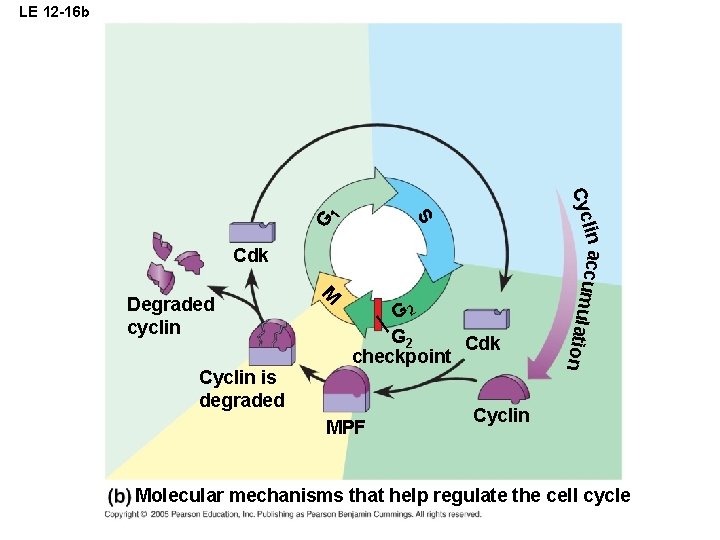 G Cdk G 2 Cdk checkpoint MPF tion Cyclin is degraded M Degraded cyclin G Cdk G 2 Cdk checkpoint MPF tion Cyclin is degraded M Degraded cyclin