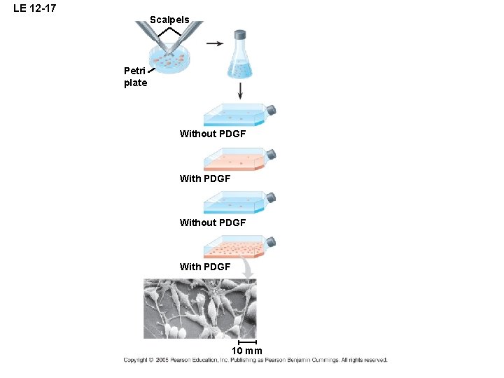 LE 12 -17 Scalpels Petri plate Without PDGF With PDGF 10 mm LE 12 -17 Scalpels Petri plate Without PDGF With PDGF 10 mm