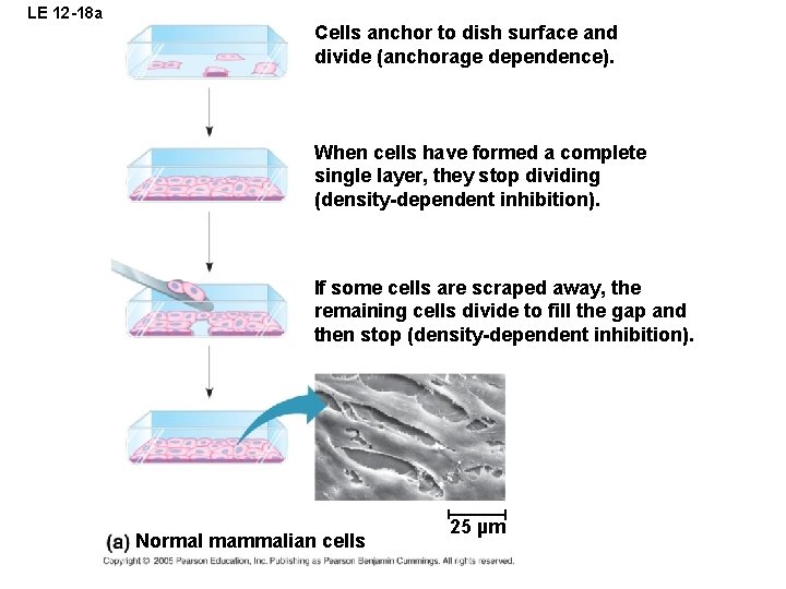 LE 12 -18 a Cells anchor to dish surface and divide (anchorage dependence). When LE 12 -18 a Cells anchor to dish surface and divide (anchorage dependence). When