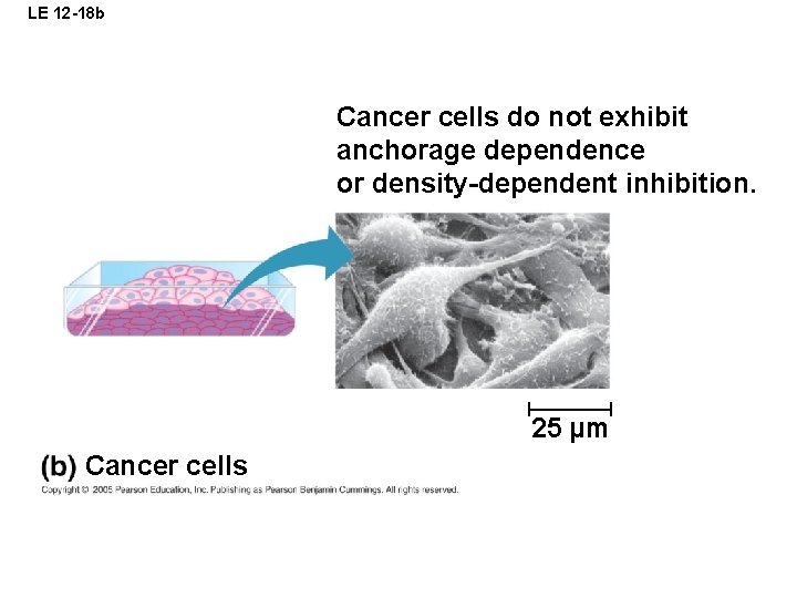 LE 12 -18 b Cancer cells do not exhibit anchorage dependence or density-dependent inhibition. LE 12 -18 b Cancer cells do not exhibit anchorage dependence or density-dependent inhibition.