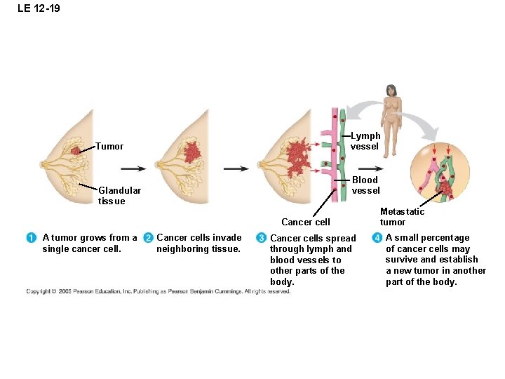 LE 12 -19 Lymph vessel Tumor Blood vessel Glandular tissue Cancer cell A tumor LE 12 -19 Lymph vessel Tumor Blood vessel Glandular tissue Cancer cell A tumor