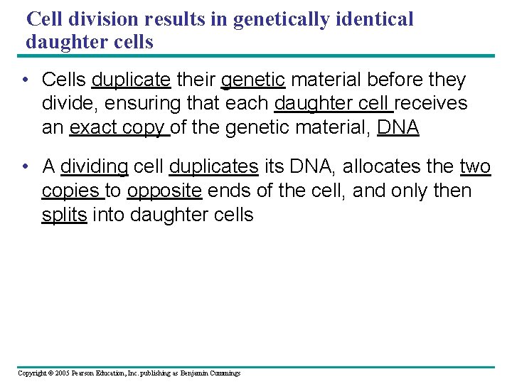Cell division results in genetically identical daughter cells • Cells duplicate their genetic material Cell division results in genetically identical daughter cells • Cells duplicate their genetic material