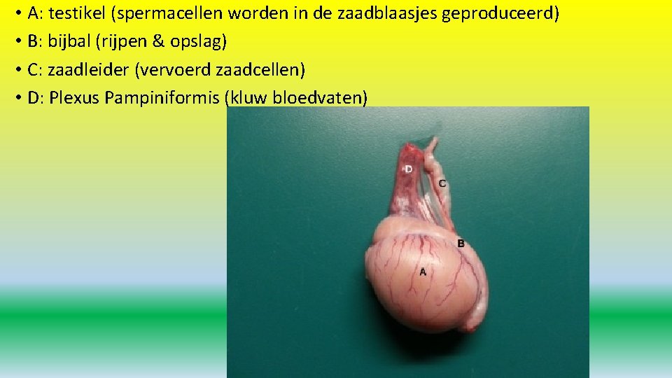  • A: testikel (spermacellen worden in de zaadblaasjes geproduceerd) • B: bijbal (rijpen