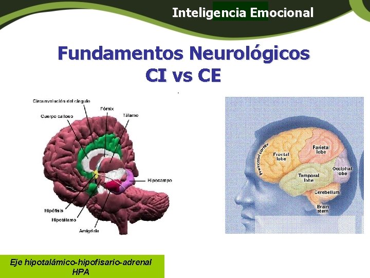 Inteligencia Emocional Panamá Fundamentos Neurológicos CI vs CE Eje hipotalámico-hipofisario-adrenal HPA Inteligencia Emocional Panamá Fundamentos Neurológicos CI vs CE Eje hipotalámico-hipofisario-adrenal HPA