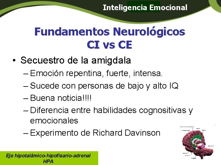 Inteligencia Emocional Panamá Fundamentos Neurológicos CI vs CE • Secuestro de la amigdala – Inteligencia Emocional Panamá Fundamentos Neurológicos CI vs CE • Secuestro de la amigdala –