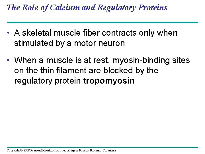 The Role of Calcium and Regulatory Proteins • A skeletal muscle fiber contracts only