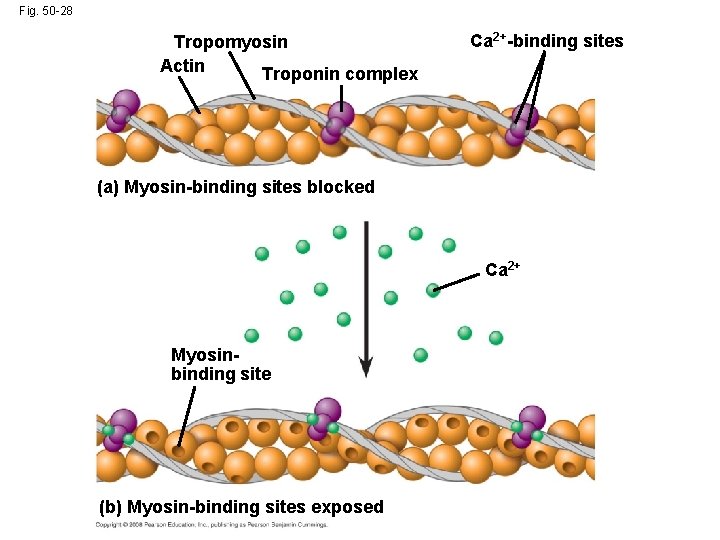 Fig. 50 -28 Tropomyosin Actin Troponin complex Ca 2+-binding sites (a) Myosin-binding sites blocked