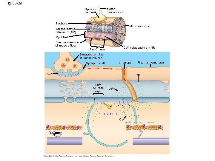 Fig. 50 -29 Motor neuron axon Synaptic terminal T tubule Mitochondrion Sarcoplasmic reticulum (SR)