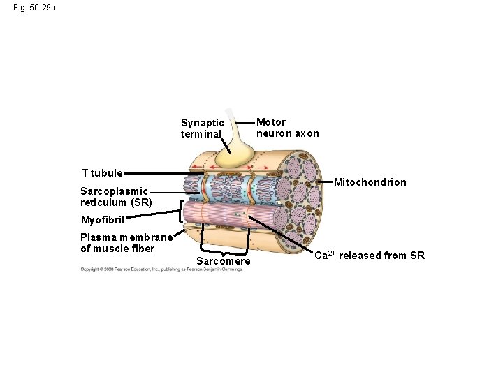 Fig. 50 -29 a Synaptic terminal T tubule Motor neuron axon Mitochondrion Sarcoplasmic reticulum