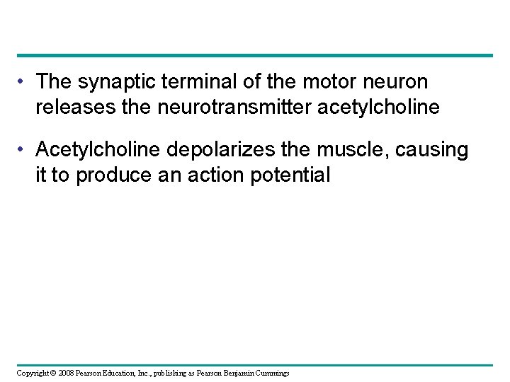  • The synaptic terminal of the motor neuron releases the neurotransmitter acetylcholine •