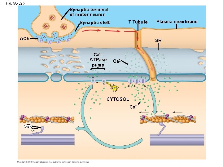 Fig. 50 -29 b Synaptic terminal of motor neuron T Tubule Synaptic cleft ACh