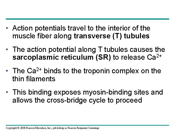  • Action potentials travel to the interior of the muscle fiber along transverse