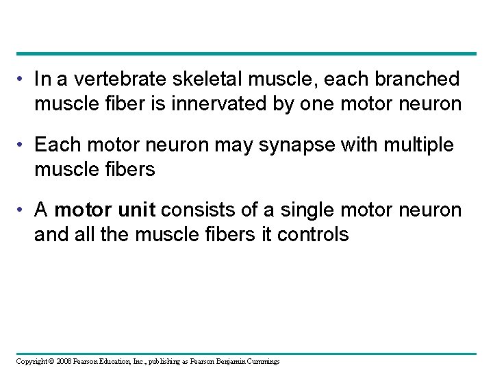  • In a vertebrate skeletal muscle, each branched muscle fiber is innervated by