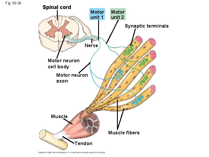 Fig. 50 -30 Spinal cord Motor unit 1 Motor unit 2 Synaptic terminals Nerve