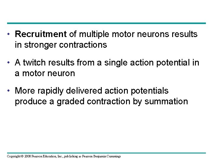  • Recruitment of multiple motor neurons results in stronger contractions • A twitch