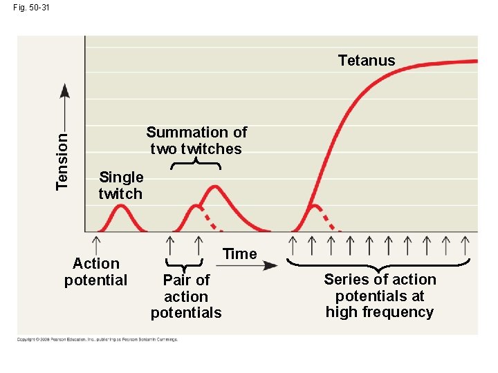 Fig. 50 -31 Tension Tetanus Summation of two twitches Single twitch Action potential Time