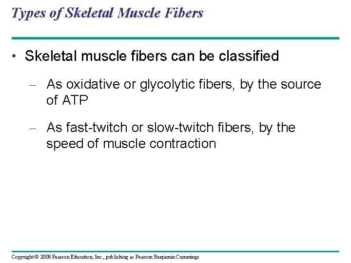 Types of Skeletal Muscle Fibers • Skeletal muscle fibers can be classified – As