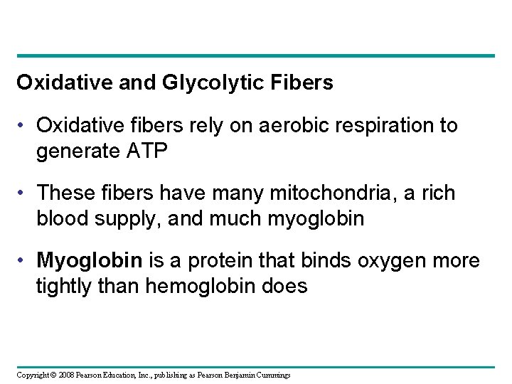 Oxidative and Glycolytic Fibers • Oxidative fibers rely on aerobic respiration to generate ATP