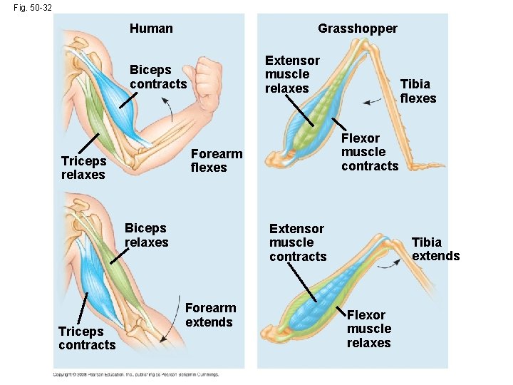 Fig. 50 -32 Human Grasshopper Extensor muscle relaxes Biceps contracts Biceps relaxes Triceps contracts
