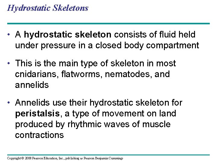 Hydrostatic Skeletons • A hydrostatic skeleton consists of fluid held under pressure in a