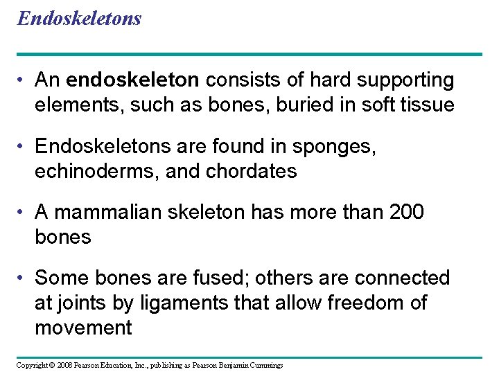 Endoskeletons • An endoskeleton consists of hard supporting elements, such as bones, buried in