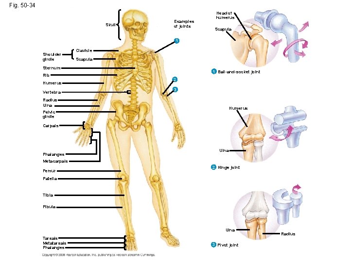 Fig. 50 -34 Skull Examples of joints Head of humerus Scapula 1 Shoulder girdle