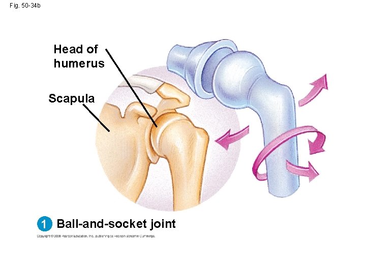 Fig. 50 -34 b Head of humerus Scapula 1 Ball-and-socket joint 