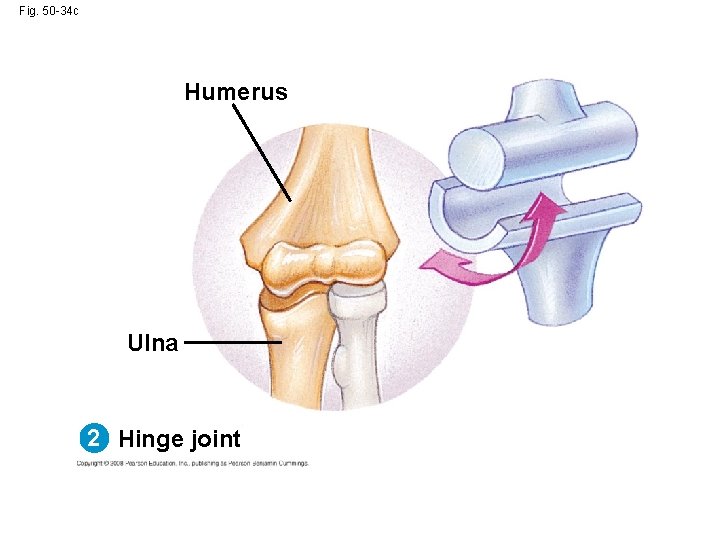 Fig. 50 -34 c Humerus Ulna 2 Hinge joint 