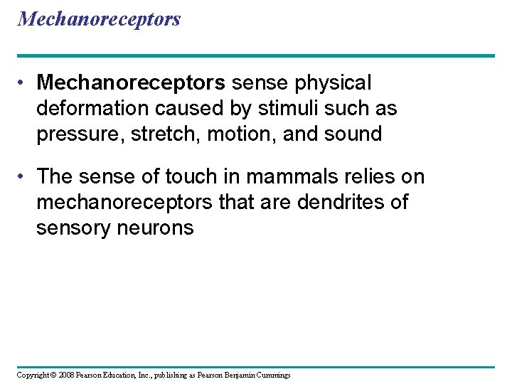 Mechanoreceptors • Mechanoreceptors sense physical deformation caused by stimuli such as pressure, stretch, motion,