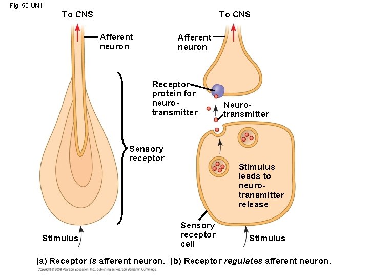 Fig. 50 -UN 1 To CNS Afferent neuron Receptor protein for neurotransmitter Sensory receptor