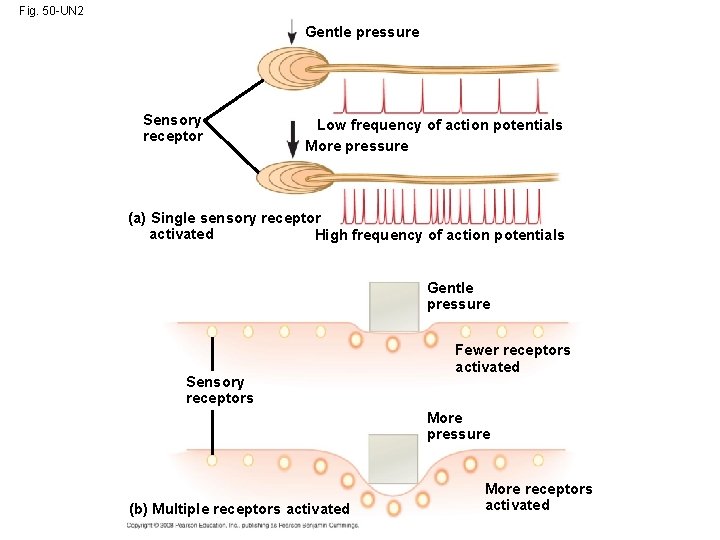 Fig. 50 -UN 2 Gentle pressure Sensory receptor Low frequency of action potentials More